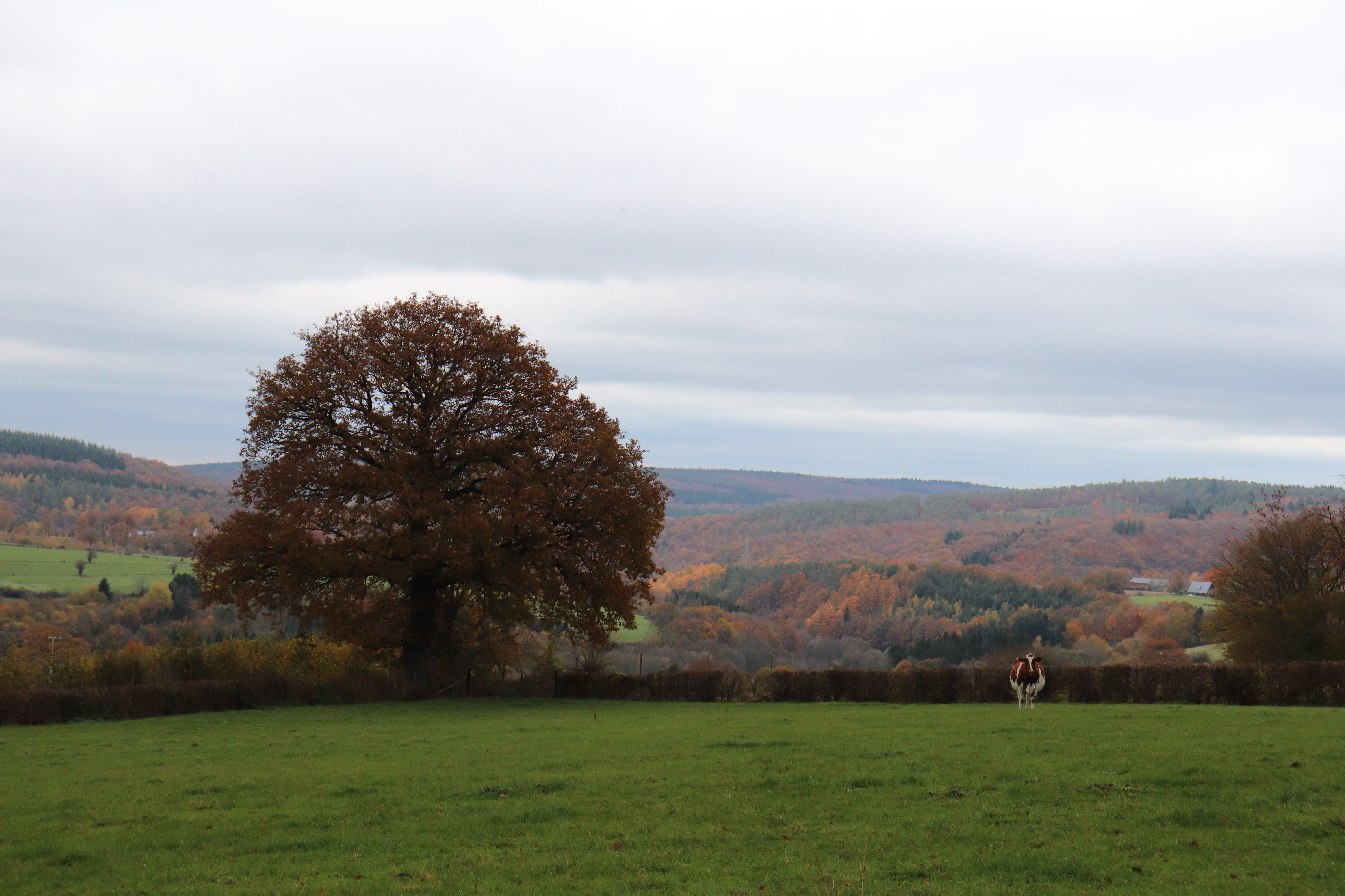 image arbre winanplanche