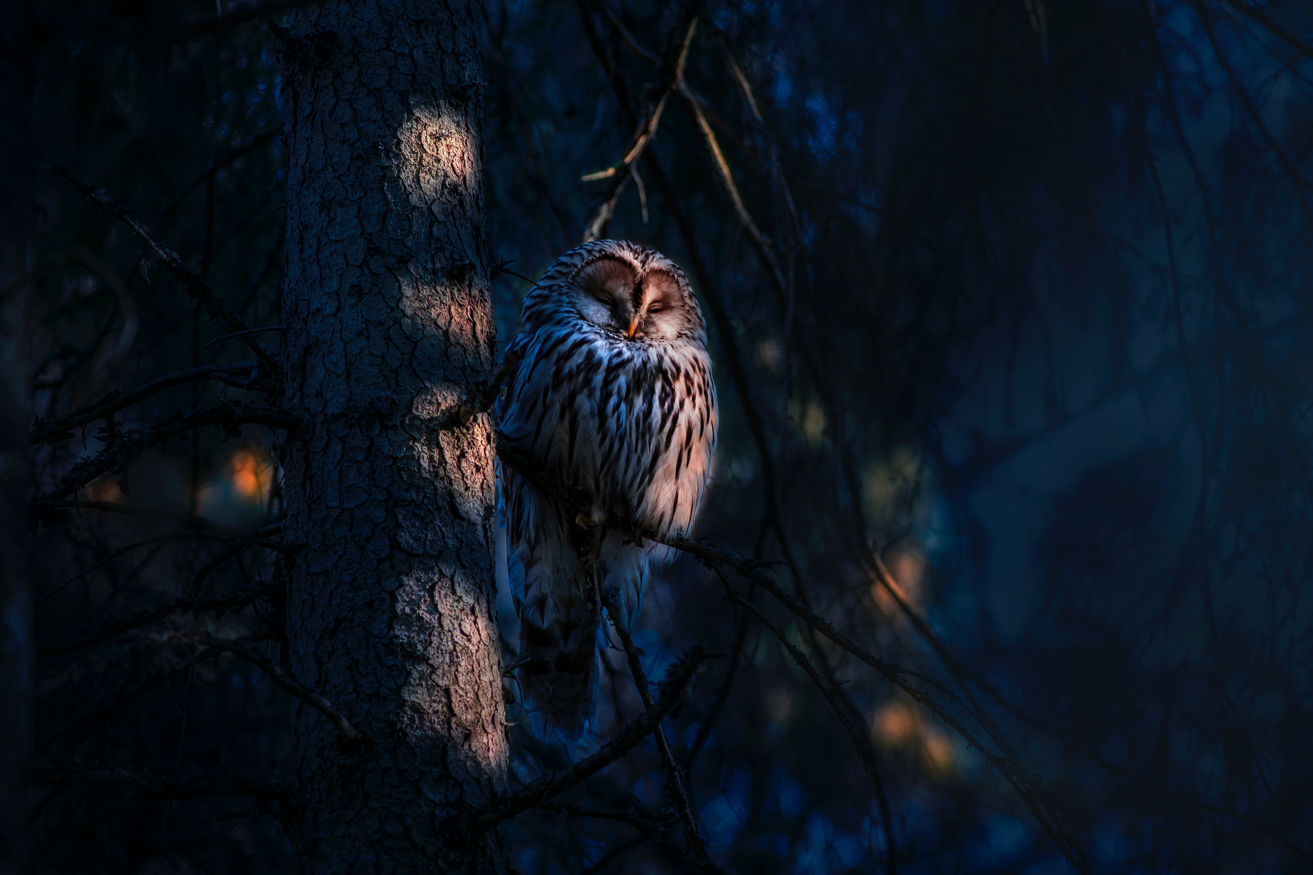 Chouette dans la nuit