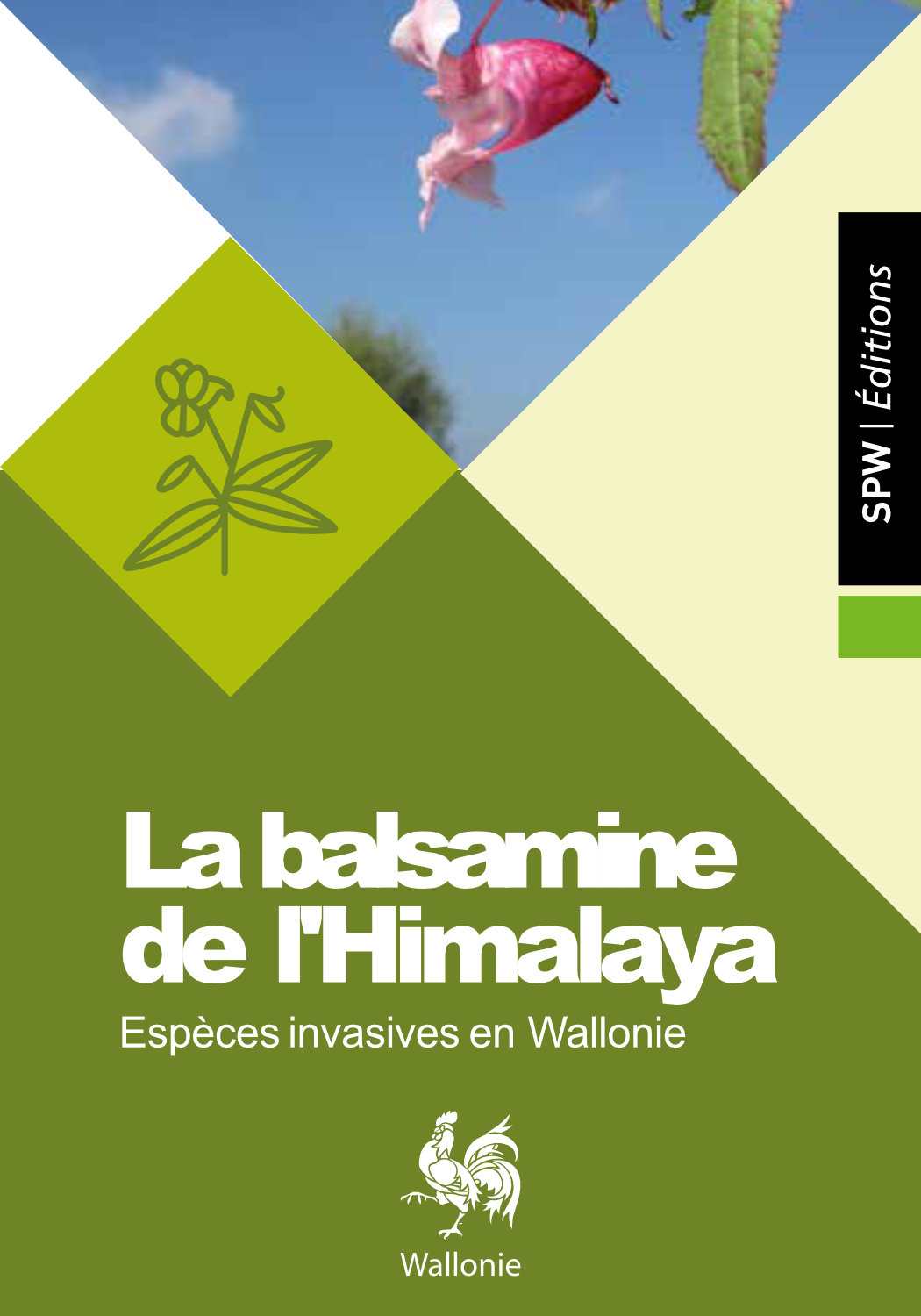 Gestion de la balsamine