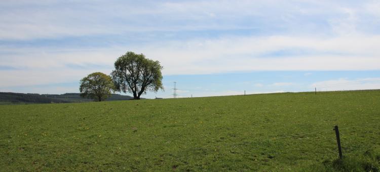 Arbre dans champs