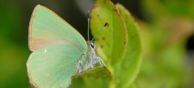 Argus Vert ©Annick Pironet