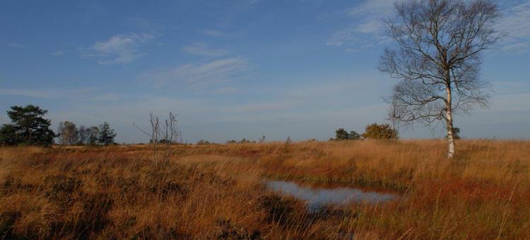 Fagne de Malchamps ©Annick Pironet