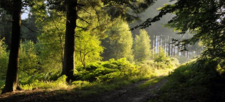 Forêt © Dirk Bogaert