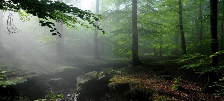 Hêtraie sous la brûme dans le bois de la Géronstère ©Annick Pironet