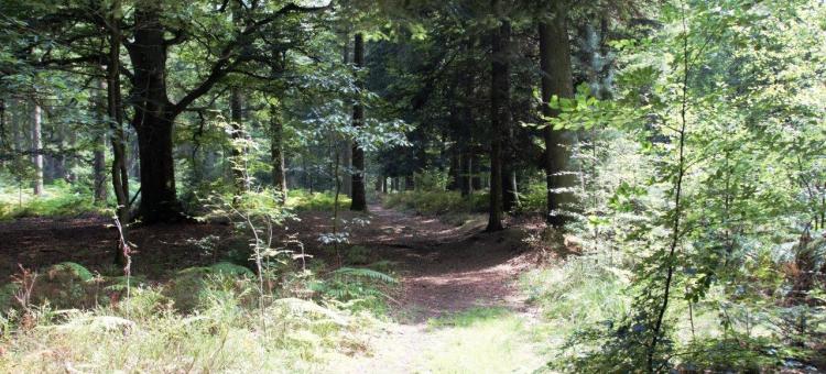 Arboretum de Tahanfagne (Spa)© PNS