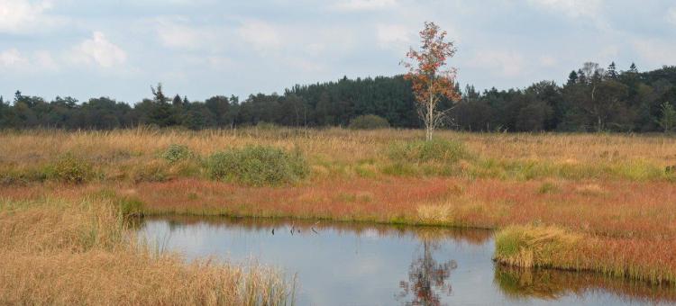 Etand des Romains (Malchmaps) ©Annick Pironet