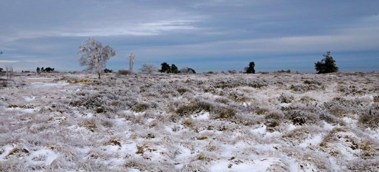 Fagne de Malchamps ©Annick Pironet