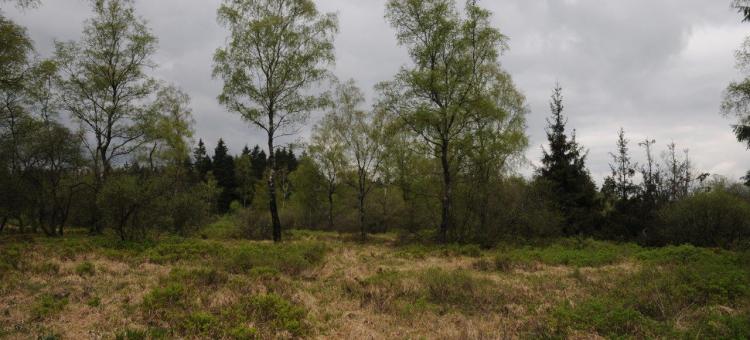 Fagne de Pansîre ©Annick Pironet