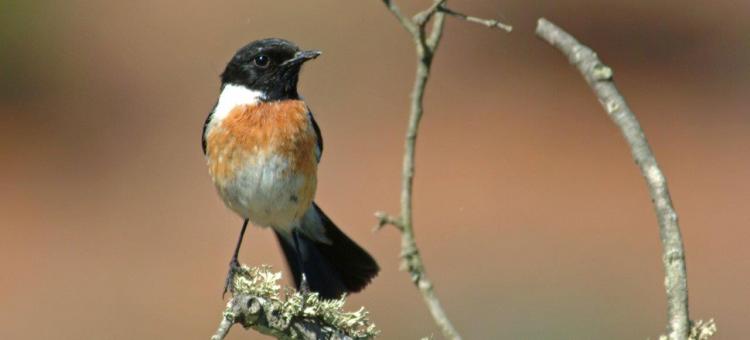 Tarier pâtre ©Annick Pironet