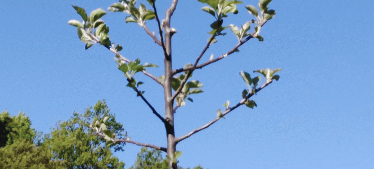 Arbre fruitier à La Sauvenière