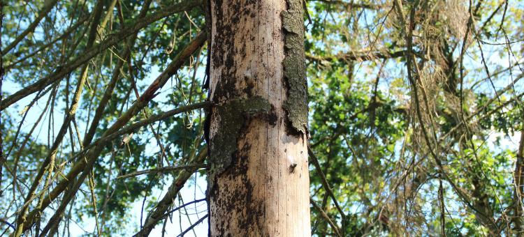 arbre attaqué par le scolyte